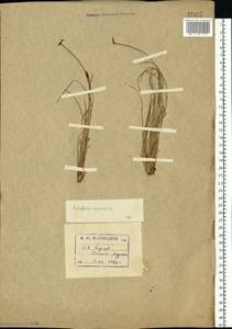 Eriophorum vaginatum L., Eastern Europe, Northern region (E1) (Russia)