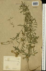 Centaurea arenaria M. Bieb. ex Willd., Eastern Europe, Central forest-and-steppe region (E6) (Russia)