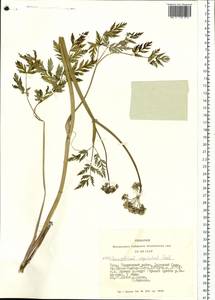 Conioselinum tataricum Hoffm., Siberia, Altai & Sayany Mountains (S2) (Russia)