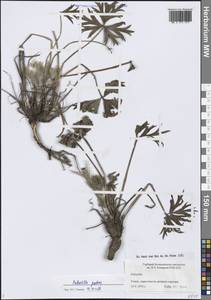 Pulsatilla patens (L.) Mill., Siberia, Western Siberia (S1) (Russia)