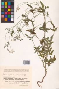 Torilis japonica (Houtt.) DC., Eastern Europe, Lower Volga region (E9) (Russia)