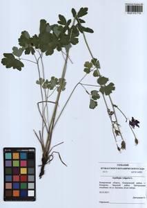 Aquilegia vulgaris L., Siberia, Altai & Sayany Mountains (S2) (Russia)