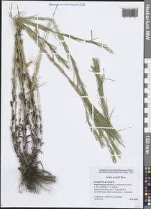 Arabis planisiliqua (Pers.) Rchb., Eastern Europe, Central forest-and-steppe region (E6) (Russia)
