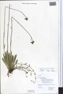 Pilosella piloselloides subsp. praealta (Gochnat) S. Bräut. & Greuter, Eastern Europe, Central region (E4) (Russia)
