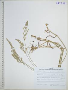 Poa macrocalyx Trautv. & C.A.Mey., Siberia, Russian Far East (S6) (Russia)