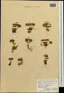 Prometheum pilosum (M. Bieb.) H. Ohba, Caucasus, Azerbaijan (K6) (Azerbaijan)