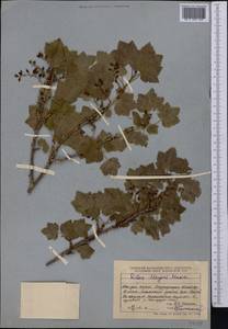 Ribes meyeri, Middle Asia, Dzungarian Alatau & Tarbagatai (M5) (Kazakhstan)