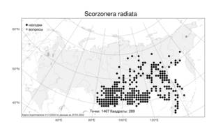 Scorzonera radiata Fisch. ex Colla, Atlas of the Russian Flora (FLORUS) (Russia)