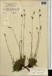 Silene saxatilis Sims, Caucasus, South Ossetia (K4b) (South Ossetia)