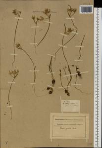 Gagea podolica Schult. & Schult.f., Eastern Europe, South Ukrainian region (E12) (Ukraine)