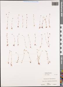 Saxifraga tridactylites L., Eastern Europe, Rostov Oblast (E12a) (Russia)