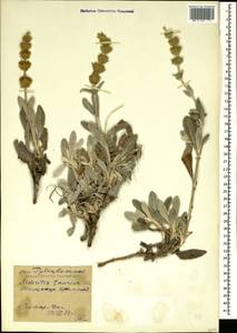 Sideritis taurica Stephan ex Willd., Crimea (KRYM) (Russia)