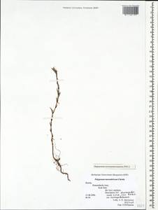 Polygonum mesembricum Chrtek, Caucasus, Krasnodar Krai & Adygea (K1a) (Russia)