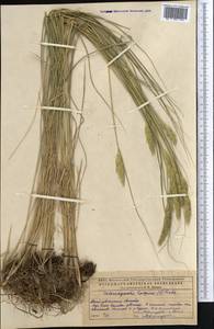 Calamagrostis epigejos (L.) Roth, Middle Asia, Caspian Ustyurt & Northern Aralia (M8) (Kazakhstan)