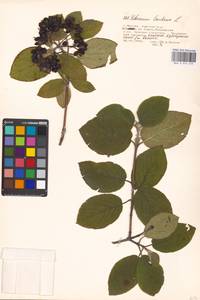 Viburnum lantana L., Eastern Europe, Moscow region (E4a) (Russia)