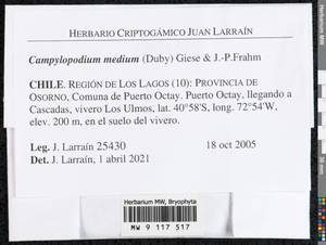 Campylopodium capillaceum (Hook. f. & Wilson) Fife, Bryophytes, Bryophytes - America (BAm) (Chile)