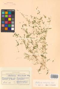 Stellaria crassifolia Ehrh., Siberia, Chukotka & Kamchatka (S7) (Russia)