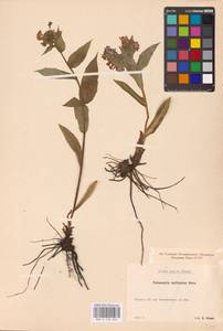 MHA 0 152 865, Pulmonaria dacica (Simonk.) Simonk., Eastern Europe, Eastern region (E10) (Russia)