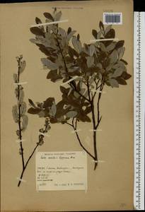Salix aurita × lapponum, Eastern Europe, Central region (E4) (Russia)
