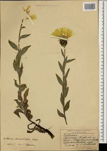 Centaurea cheiranthifolia Willd., Caucasus, Armenia (K5) (Armenia)