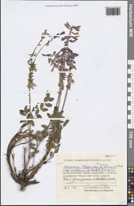 Hedysarum hedysaroides subsp. arcticum (B.Fedtsch.) P.W.Ball, Siberia, Yakutia (S5) (Russia)