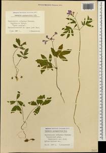 Cardamine quinquefolia (M. Bieb.) Schmalh., Caucasus, Black Sea Shore (from Novorossiysk to Adler) (K3) (Russia)