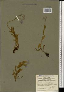 Myosotis alpestris F. W. Schmidt, Caucasus, Dagestan (K2) (Russia)