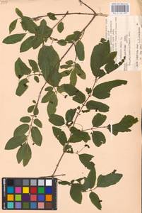 Lonicera nigra L., Eastern Europe, West Ukrainian region (E13) (Ukraine)