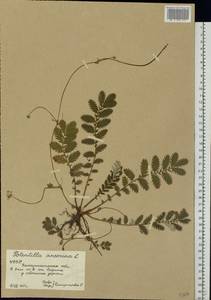 Argentina anserina subsp. anserina, Eastern Europe, West Ukrainian region (E13) (Ukraine)