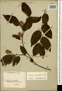 Ostrya carpinifolia Scop., Caucasus, Georgia (K4) (Georgia)