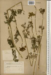 Selinum carvifolia (L.) L., Eastern Europe, Central forest-and-steppe region (E6) (Russia)