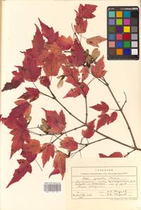 Acer tataricum subsp. ginnala (Maxim.) Wesm., Siberia, Russian Far East (S6) (Russia)