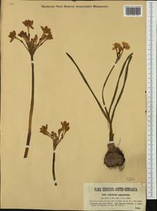 Narcissus papyraceus Ker Gawl., Western Europe (EUR) (Italy)