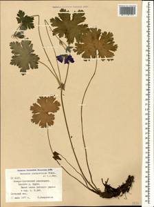 Geranium platypetalum Fisch. & C.A. Mey., Caucasus, North Ossetia, Ingushetia & Chechnya (K1c) (Russia)