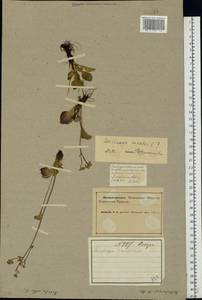 Micranthes nivalis (L.) Small, Eastern Europe, Northern region (E1) (Russia)