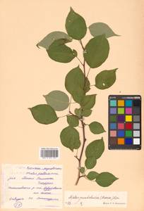 Malus mandshurica (Maxim.) Kom., Siberia, Russian Far East (S6) (Russia)