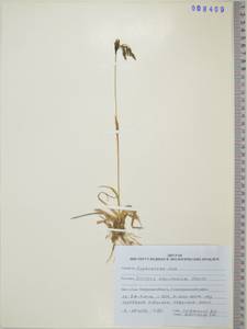 KHA8409, Scirpus maximowiczii C.B.Clarke, Siberia, Russian Far East (S6) (Russia)