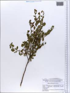 Spiraea crenata subsp. crenata, Eastern Europe, Middle Volga region (E8) (Russia)