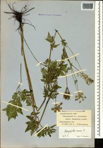 Chaerophyllum aureum L., Caucasus, Stavropol Krai, Karachay-Cherkessia & Kabardino-Balkaria (K1b) (Russia)