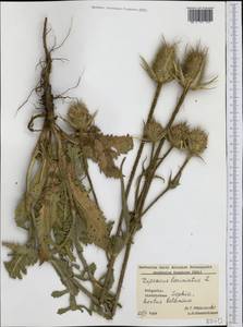 Dipsacus laciniatus L., Western Europe (EUR) (Bulgaria)