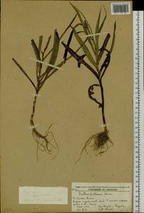 Lactuca indica L., Siberia, Russian Far East (S6) (Russia)