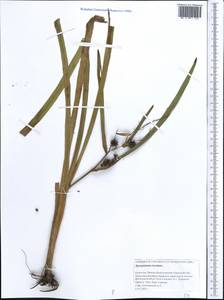 Sparganium erectum L., Middle Asia, Caspian Ustyurt & Northern Aralia (M8) (Kazakhstan)