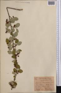 Cotoneaster multiflorus Bunge, Middle Asia, Western Tian Shan & Karatau (M3) (Kyrgyzstan)