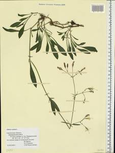 Silene nutans, Eastern Europe, Western region (E3) (Russia)