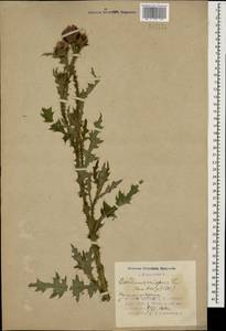 Carduus crispus L., Caucasus, Azerbaijan (K6) (Azerbaijan)