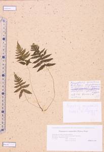 Phegopteris connectilis (Michx.) Watt, Siberia, Altai & Sayany Mountains (S2) (Russia)