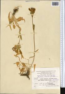 Gentiana olivieri Griseb., Middle Asia, Pamir & Pamiro-Alai (M2) (Turkmenistan)