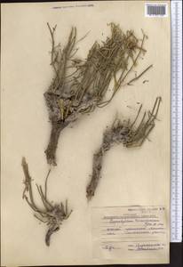 Zygophyllum turcomanicum Fisch. ex Kar., Middle Asia, Caspian Ustyurt & Northern Aralia (M8) (Kazakhstan)