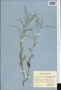 Sisymbrium brassiciforme C.A. Mey., Middle Asia, Dzungarian Alatau & Tarbagatai (M5) (Kazakhstan)