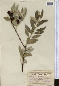 Elaeagnus angustifolia subsp. orientalis (L.) Soják, Middle Asia, Pamir & Pamiro-Alai (M2) (Tajikistan)